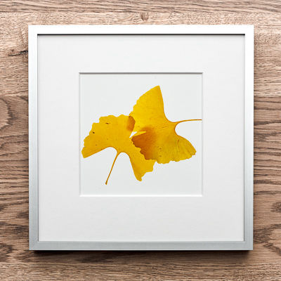 Ginkgo-3 im Art-Shop